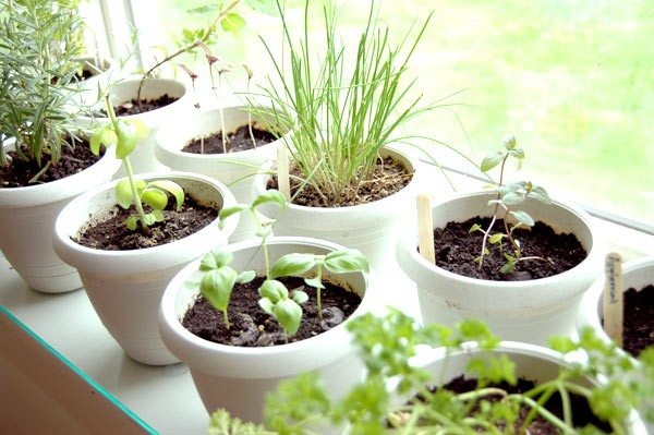 herb-indoor-garden-home